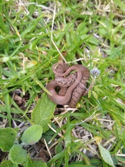 Storeria storerioides