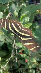 Heliconius charithonia vazquezae