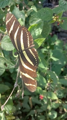 Heliconius charithonia vazquezae