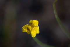 Goodenia pinnatifida