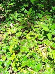 Alchemilla orbiculata