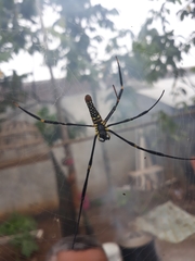 Nephila pilipes