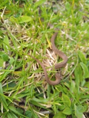 Storeria storerioides