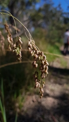 Chascolytrum subaristatum