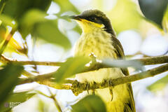Gavicalis versicolor