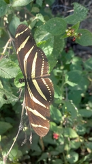 Heliconius charithonia vazquezae