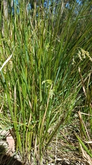 Chascolytrum subaristatum