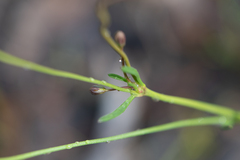 Goodenia pinnatifida