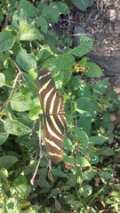 Heliconius charithonia vazquezae