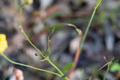 Goodenia pinnatifida