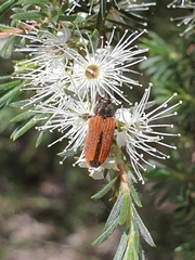 Castiarina erythroptera
