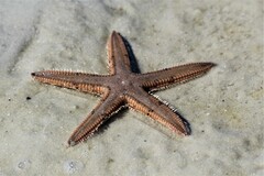 Astropecten