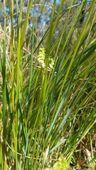 Chascolytrum subaristatum