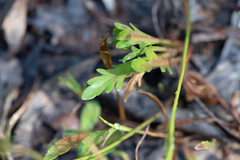 Goodenia pinnatifida