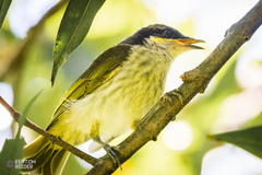 Gavicalis versicolor