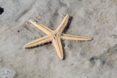 Astropecten