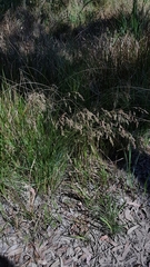 Chascolytrum subaristatum