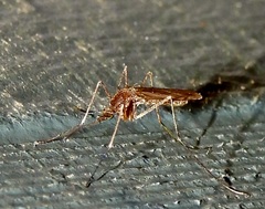 Culiseta inornata