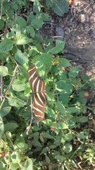 Heliconius charithonia vazquezae