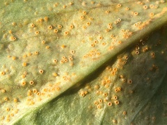 Puccinia obscura
