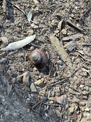 Sphaerospira fraseri