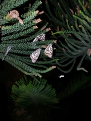 Belenois java teutonia