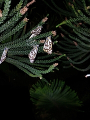 Belenois java teutonia