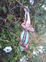 Sceloporus grammicus