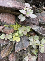 Coleus