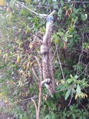 Sceloporus grammicus