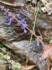 Coleus