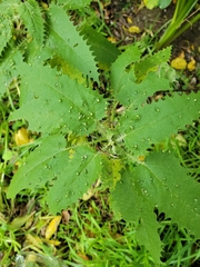 Urtica ferox