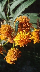 Acmaeodera divina
