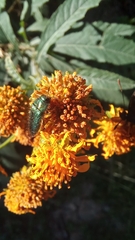 Acmaeodera divina