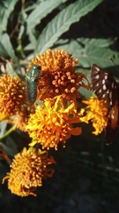Acmaeodera divina