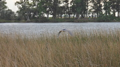 Nycticorax nycticorax