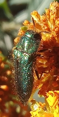 Acmaeodera divina