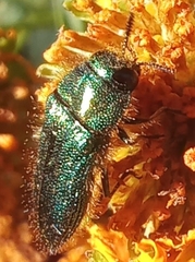 Acmaeodera divina