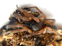 Segestria senoculata