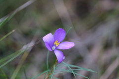 Cheiranthera alternifolia