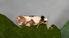 Philenora aspectalella