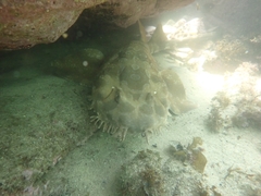 Orectolobus maculatus