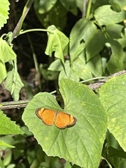 Tegosa anieta