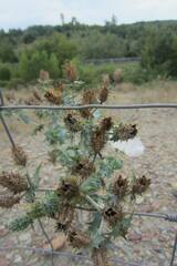 Argemone polyanthemos