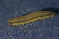 Tenthredopsis