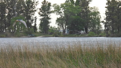 Nycticorax nycticorax