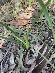 Dianella amoena