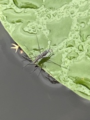 Neogerris hesione