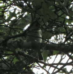 Baeolophus atricristatus