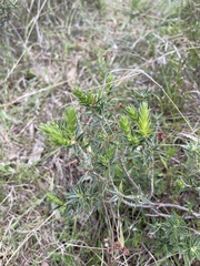 Melichrus urceolatus